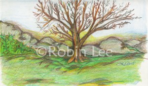 Big Bad Tree jan 11 2015